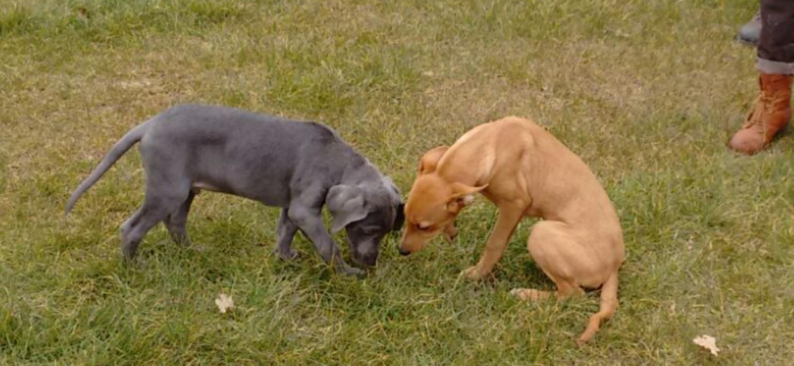 Hundeschule